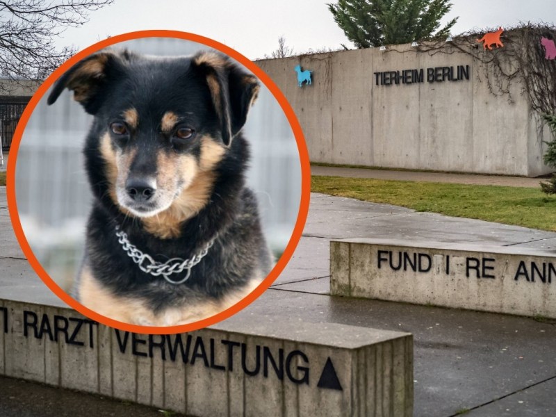 Tierheim Berlin