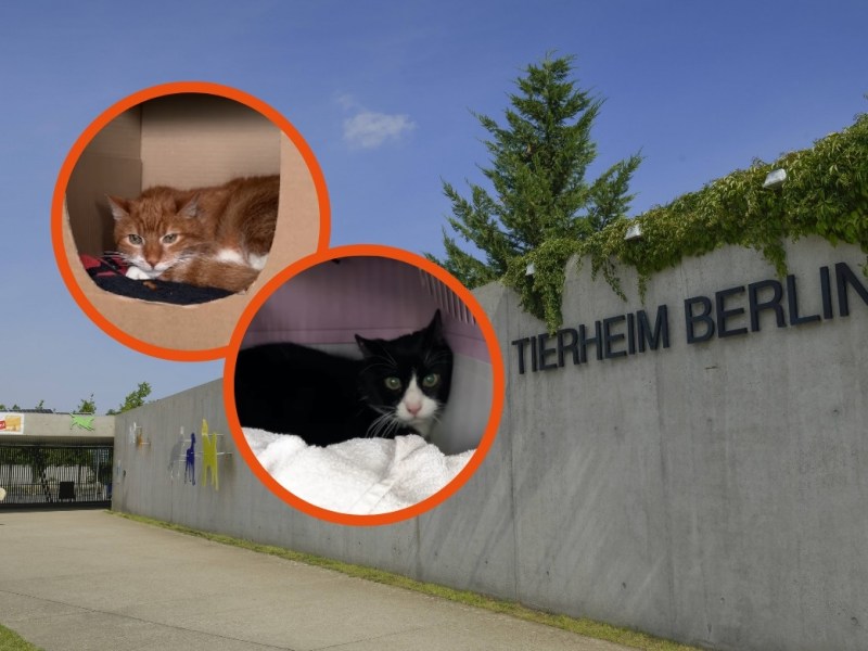 Tierheim Berlin