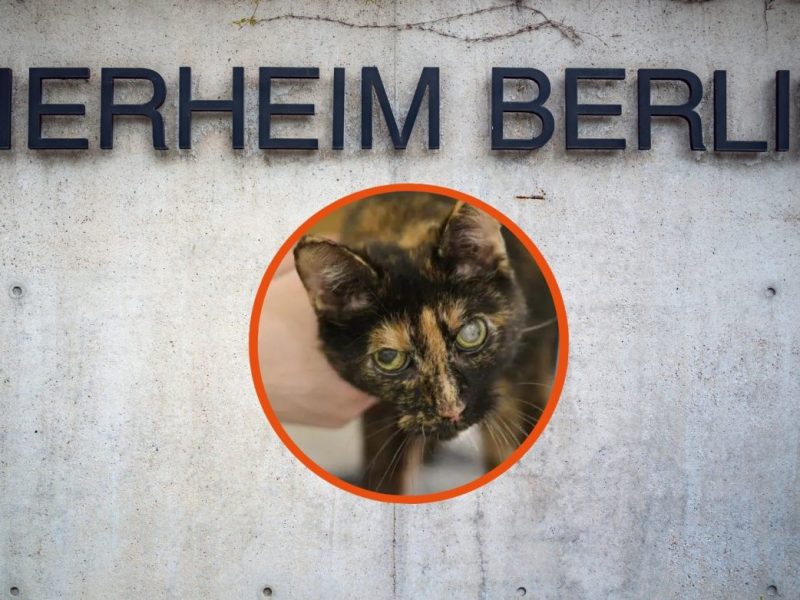 Tierheim Berlin