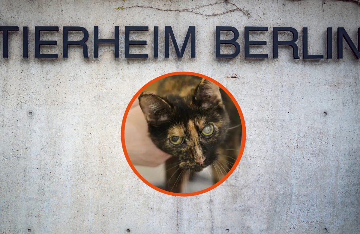 Tierheim Berlin