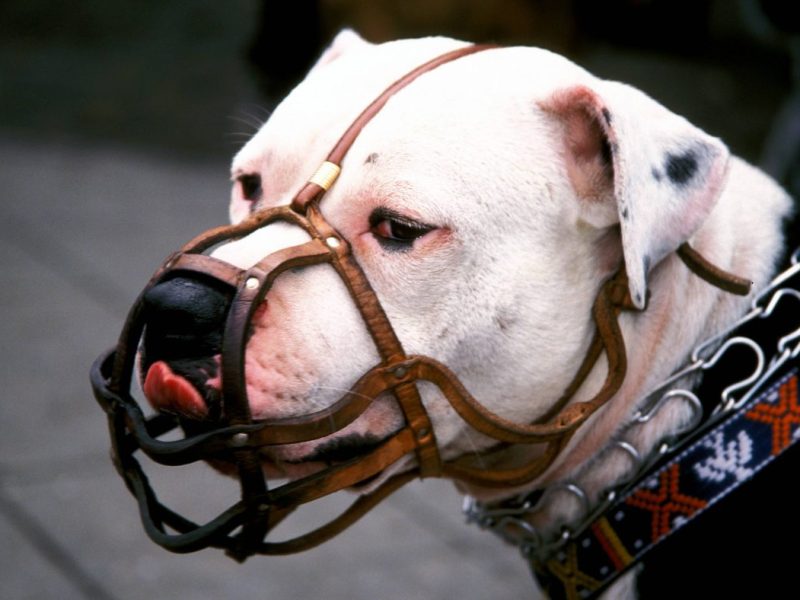 Hund in Berlin