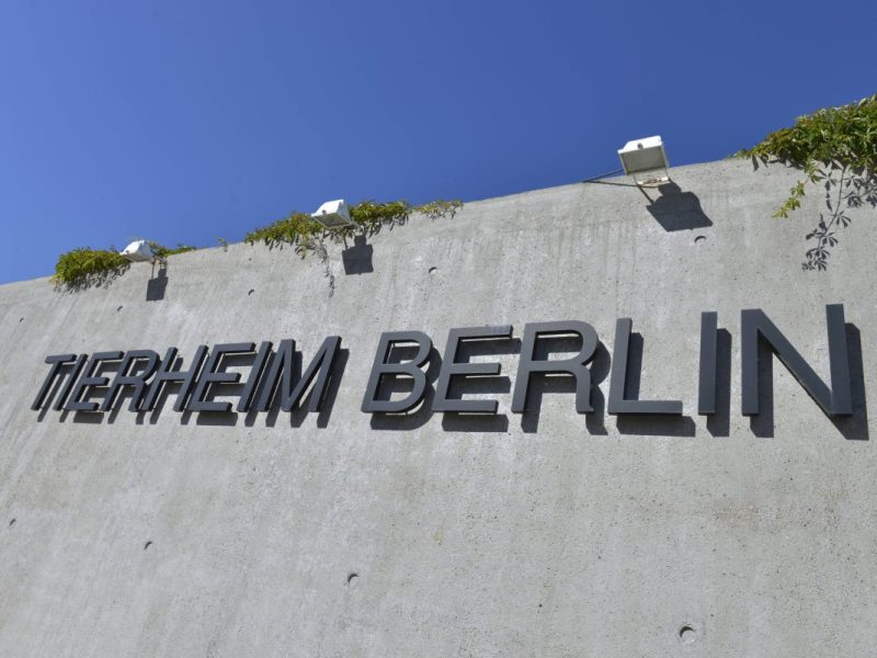 Tierheim Berlin