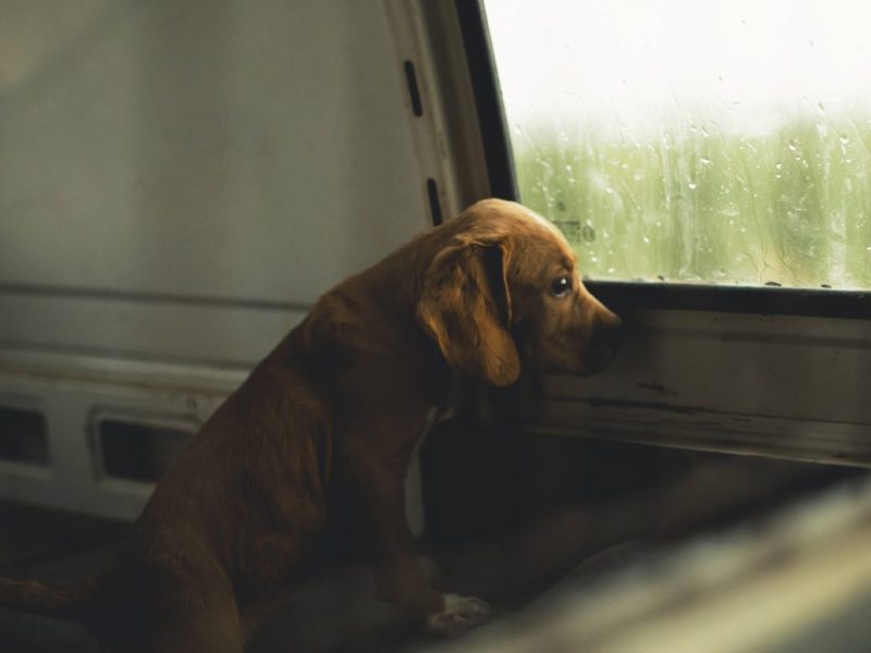Hunde in Berlin