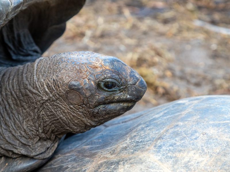 Zoo und Tierpark Berlin