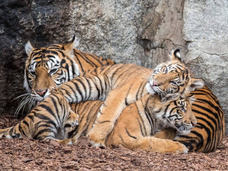Tierpark Berlin
