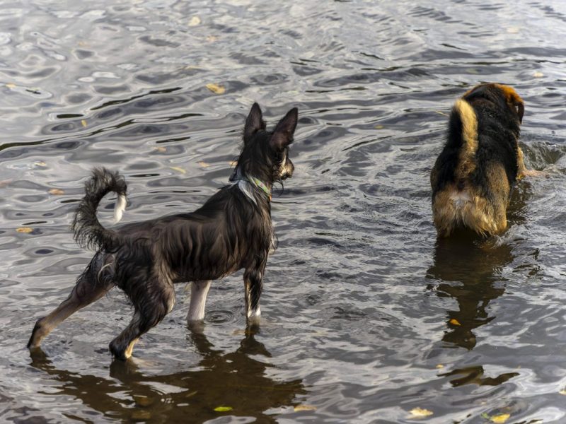 Hunde in Berlin