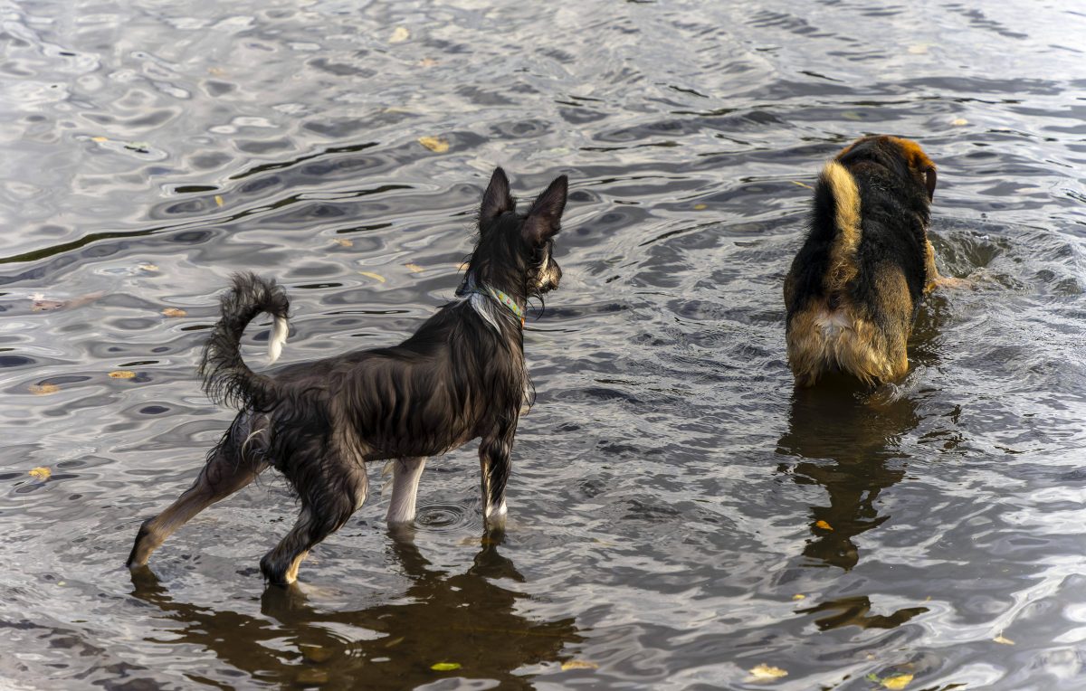 Hunde in Berlin