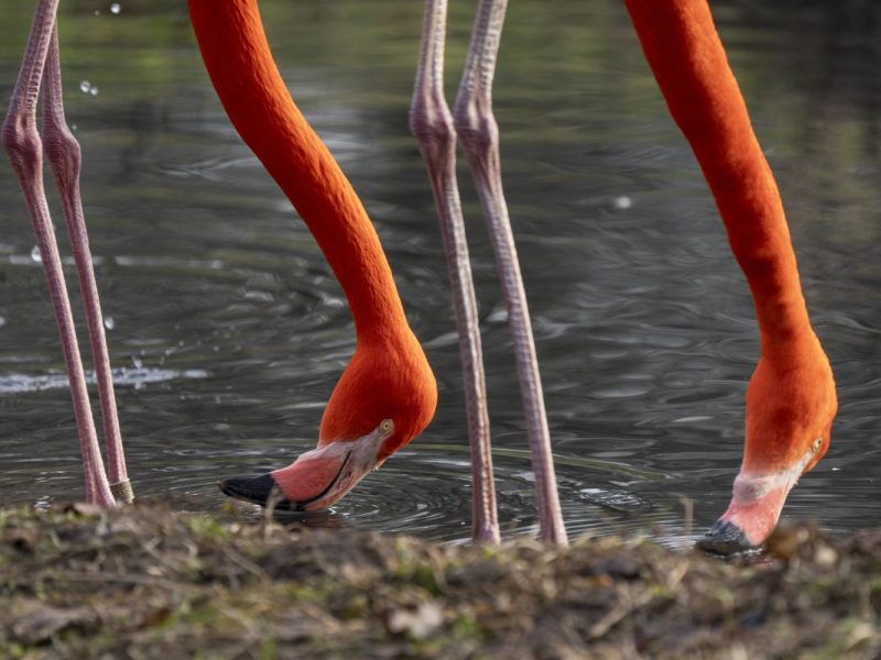 Tierpark Berlin