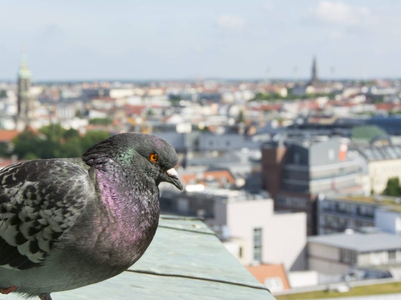 Berlin