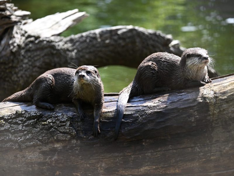 Zwei Zwergotter sitzen in einem Gehege im Tierpark Berlin und warten auf ihr Futter.