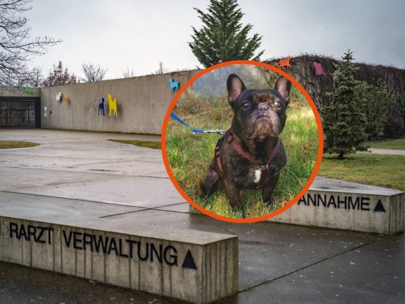 Tierheim Berlin