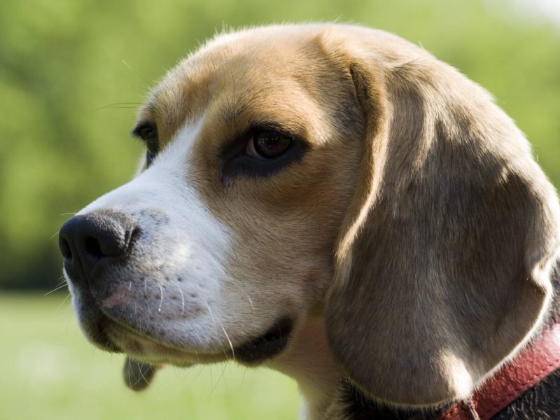 Hunde in Berlin