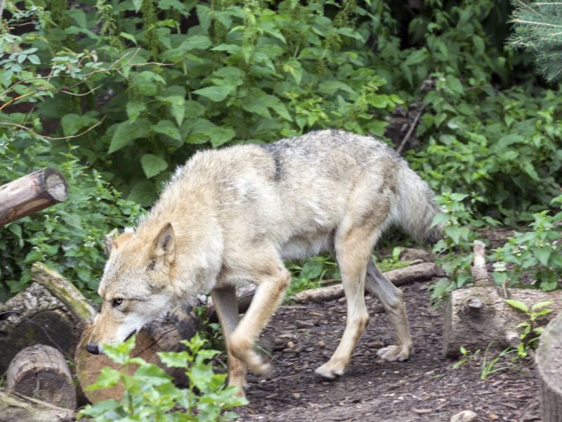 Zoo Berlin