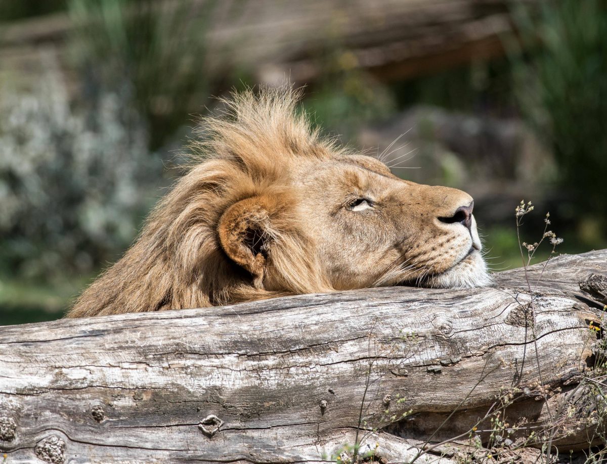 Zoo Berlin