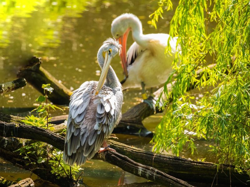 Tierpark Berlin