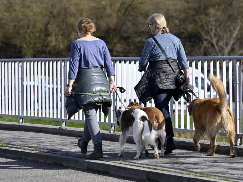 Hunde in Berlin