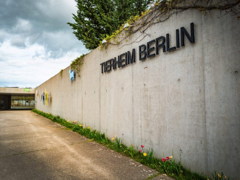 Tierheim Berlin
