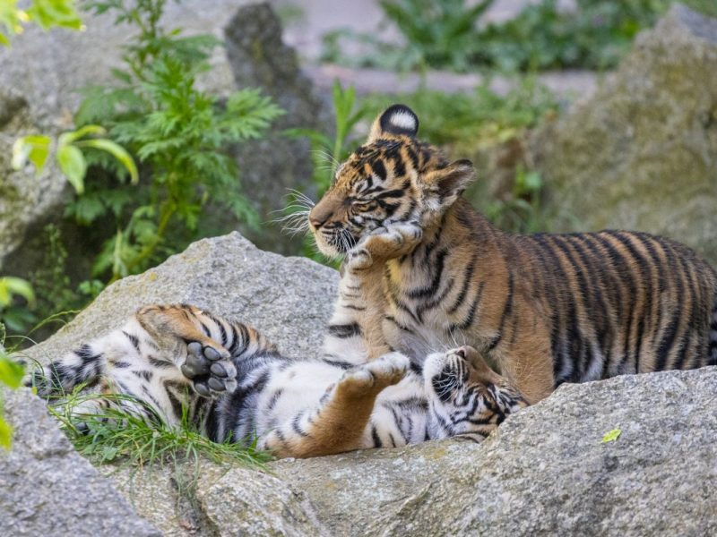 Tierpark Berlin