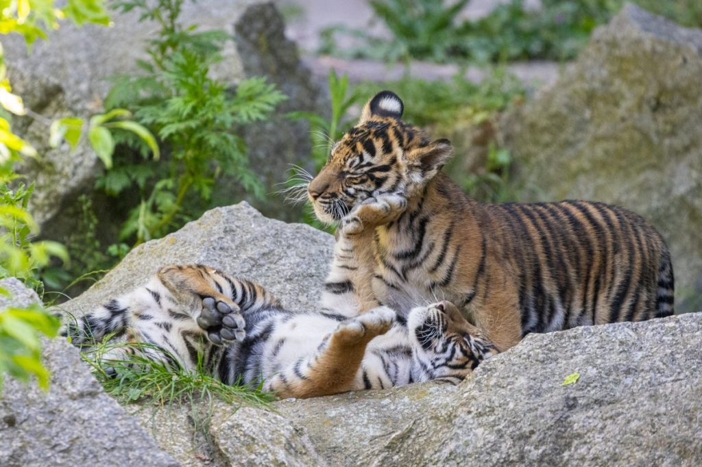 Die Tiger-Zwillinge Ede und Kuno im Tierpark Berlin