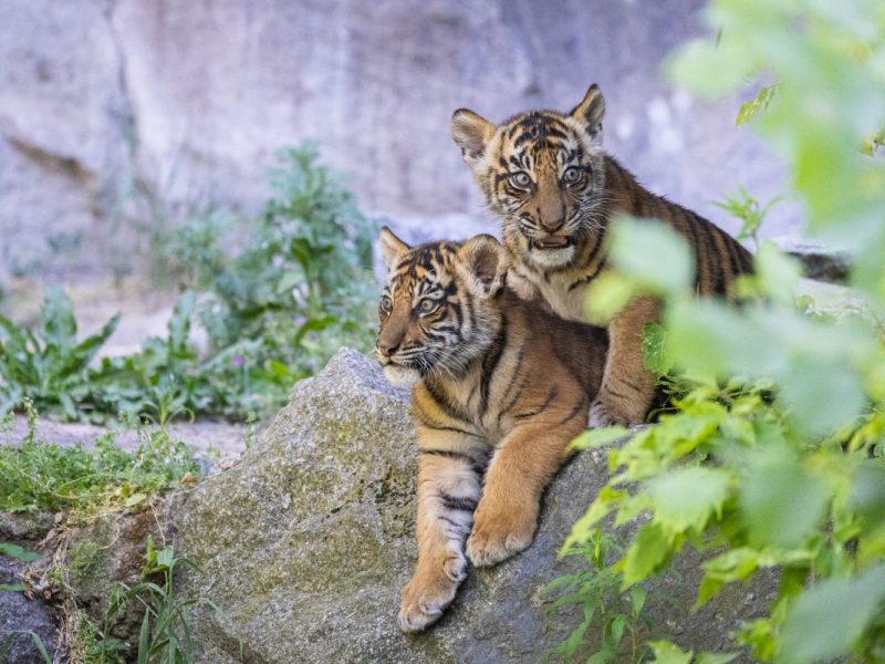 Tierpark Berlin