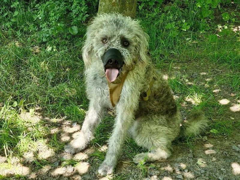 Hund in Berlin