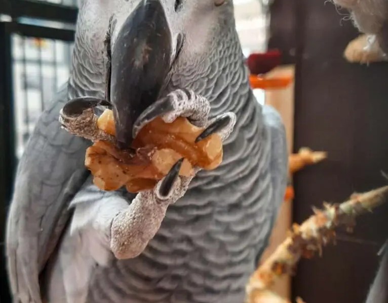 Alfred wohnt derzeit im Tierheim Berlin.