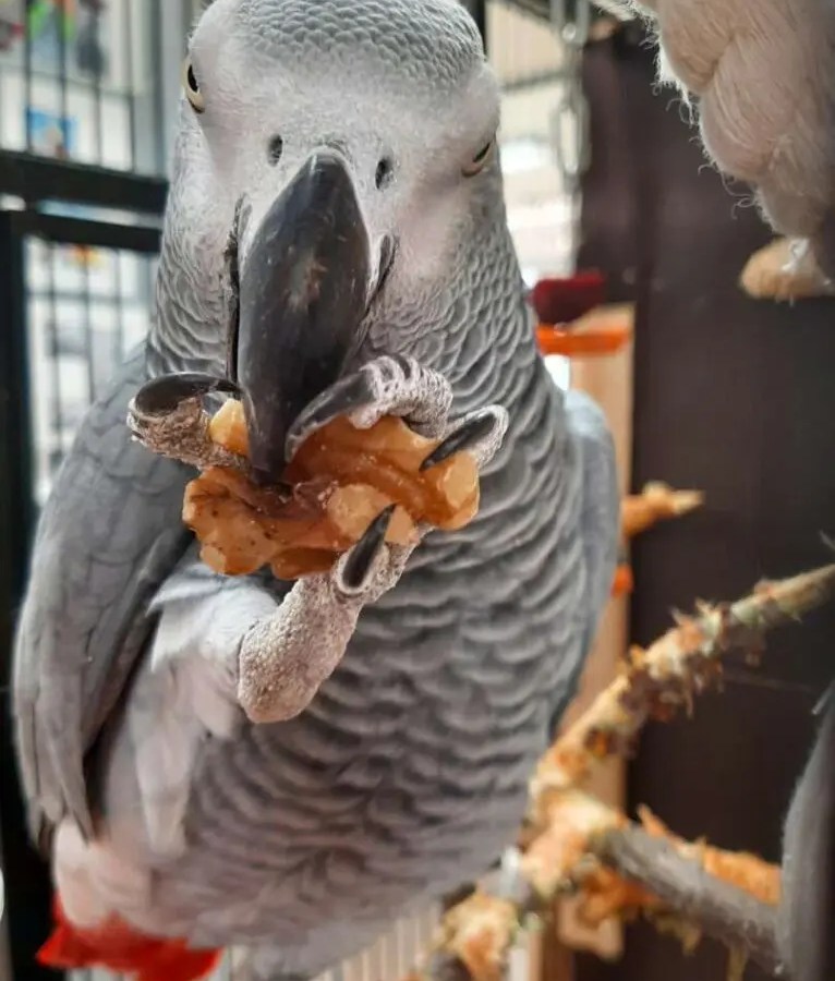 Alfred wohnt derzeit im Tierheim Berlin.