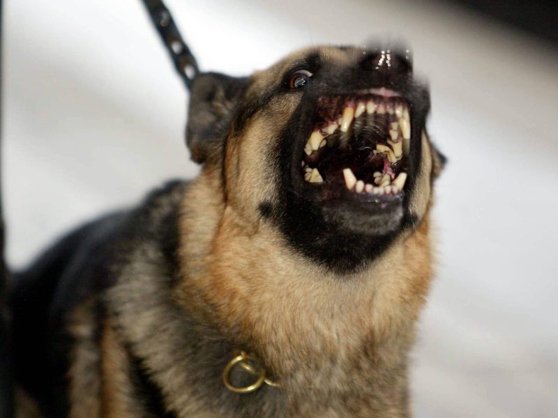 Hunde in Berlin