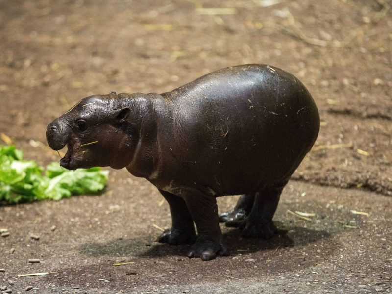 Zoo Berlin