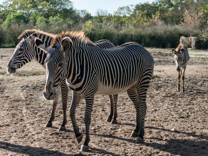 Zoo Berlin