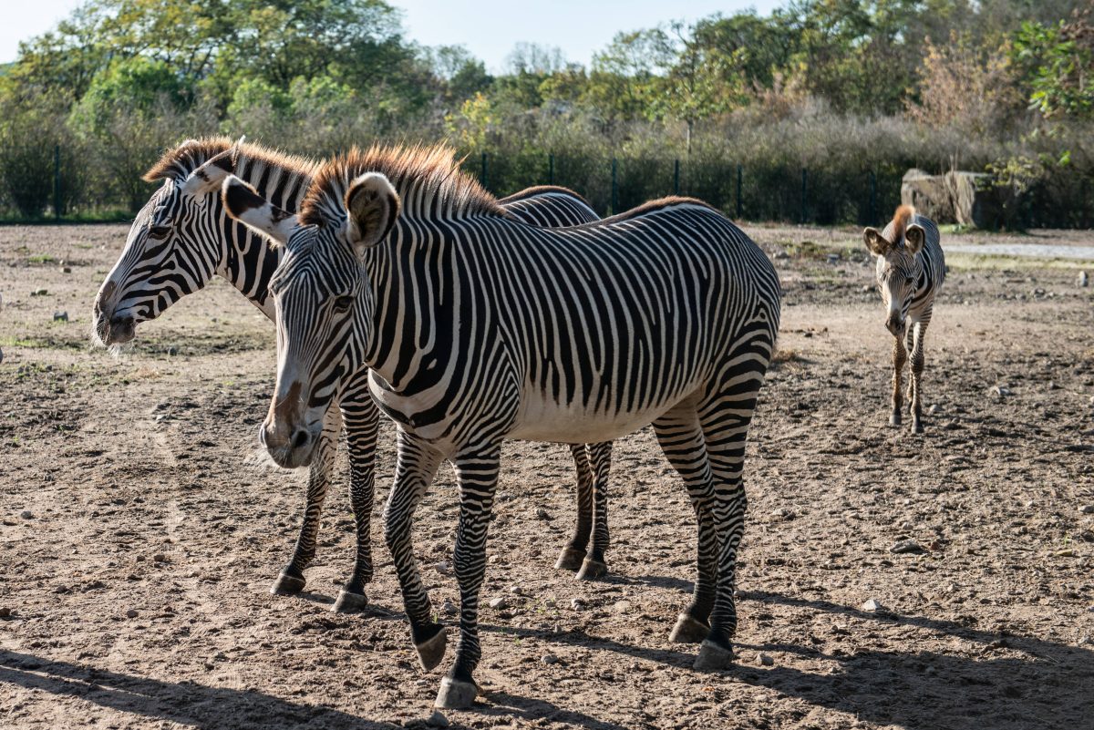 Zoo Berlin