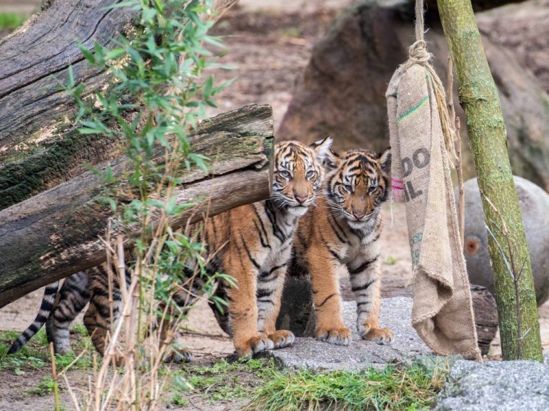 Auch der Zoo und Tierpark Berlin sind im EM-Fieber.