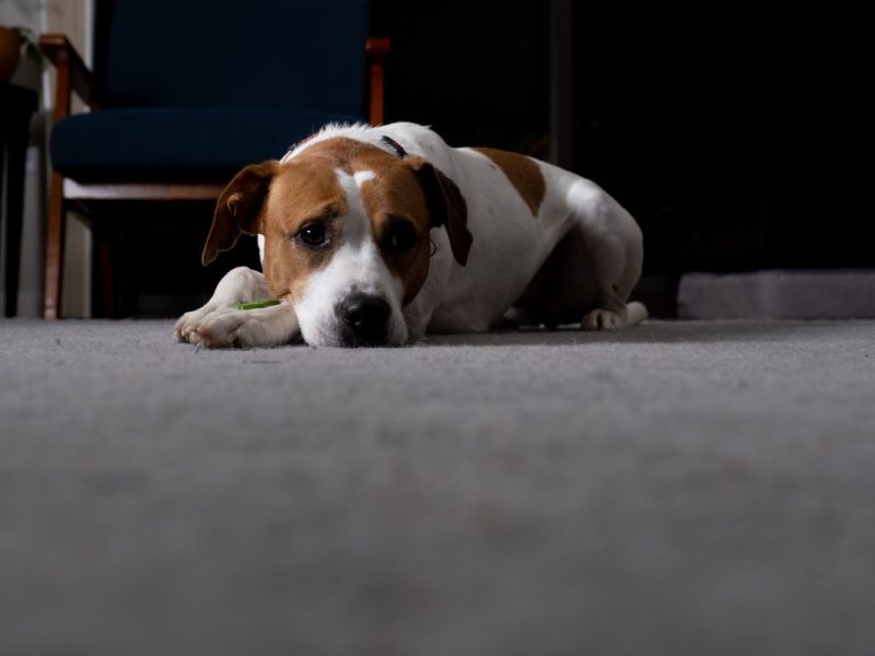 Hund in Berlin