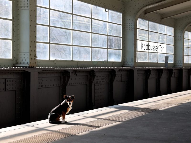 Hund in Berlin