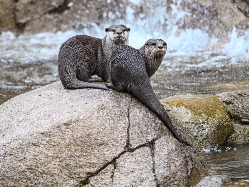 Zoo Berlin