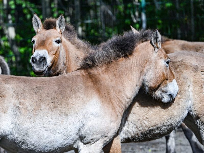 Tierpark Berlin
