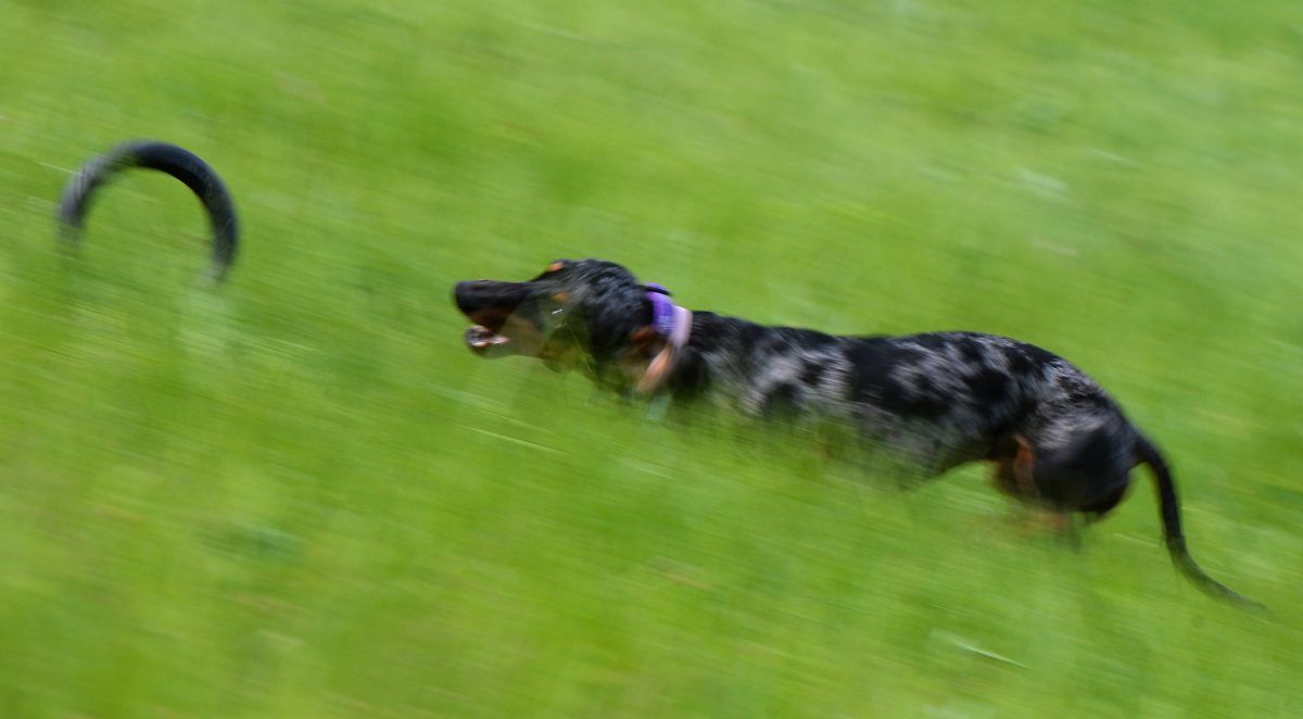 Hund in Berlin