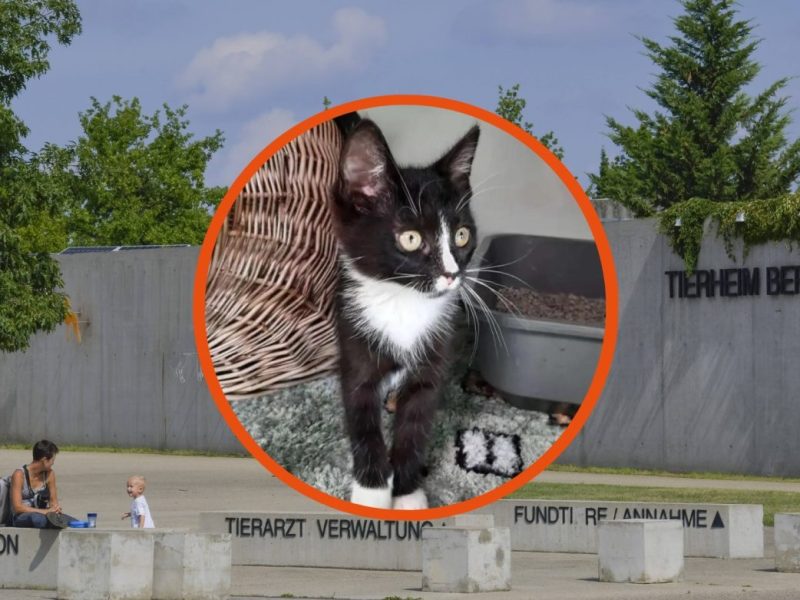 Tierheim Berlin