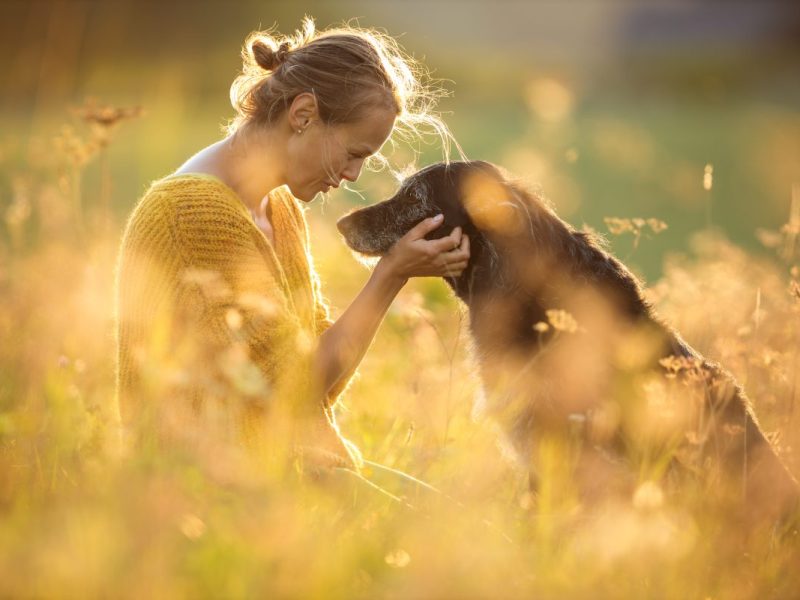 Hunde in Berlin