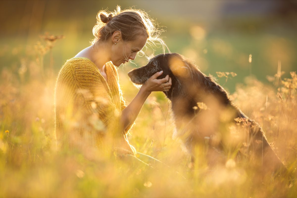 Hunde in Berlin