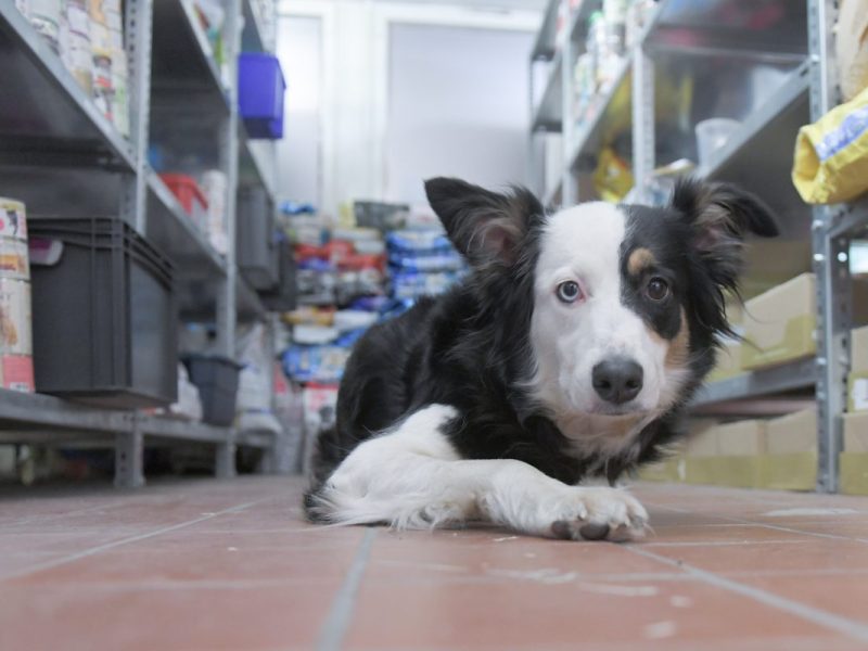 Ein Hund im Futterlager der Berliner Tiertafel.