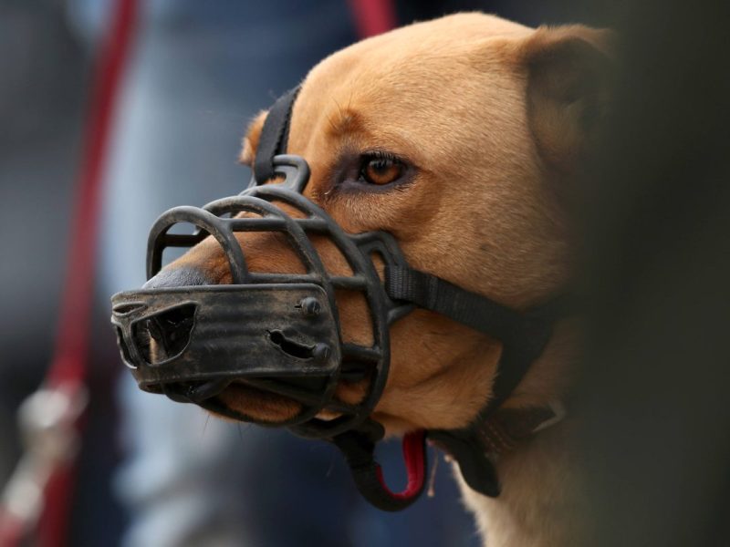 Hunde in Brandenburg