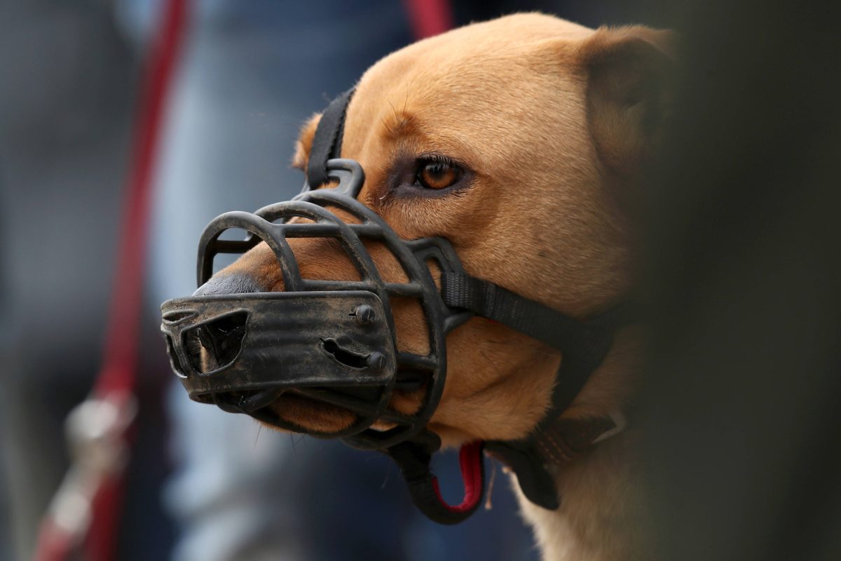 Hunde in Brandenburg