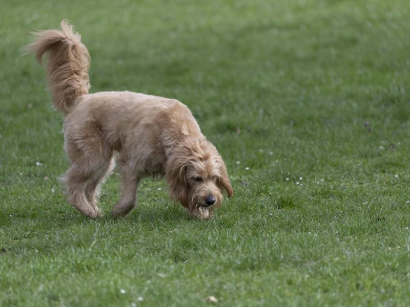 Hunde in Berlin