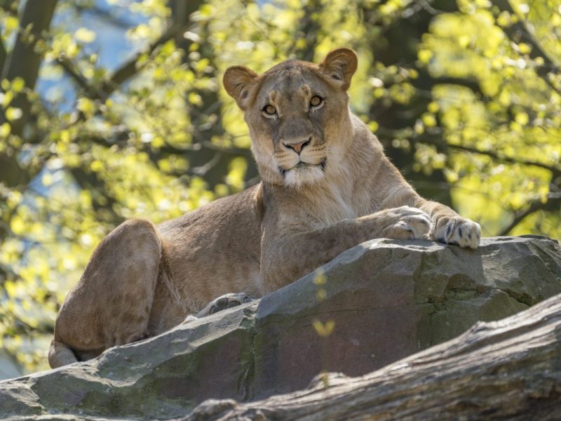 Zoo Berlin