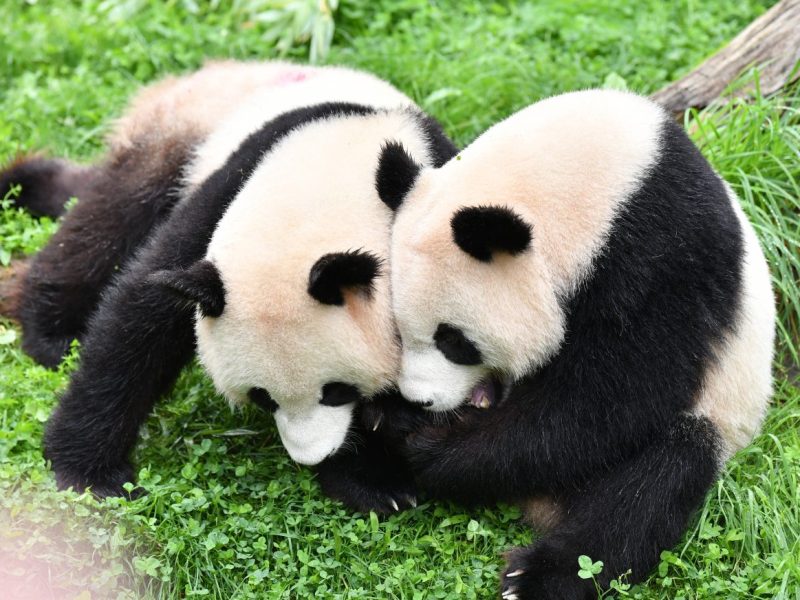 Zoo Berlin