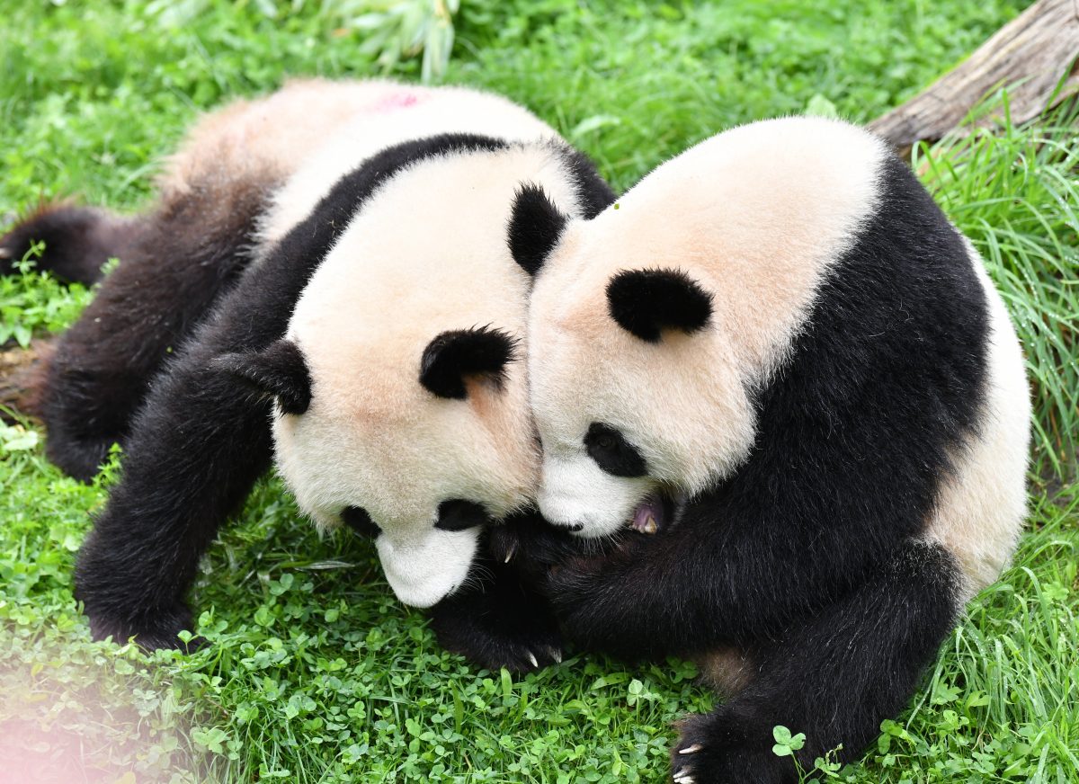 Zoo Berlin