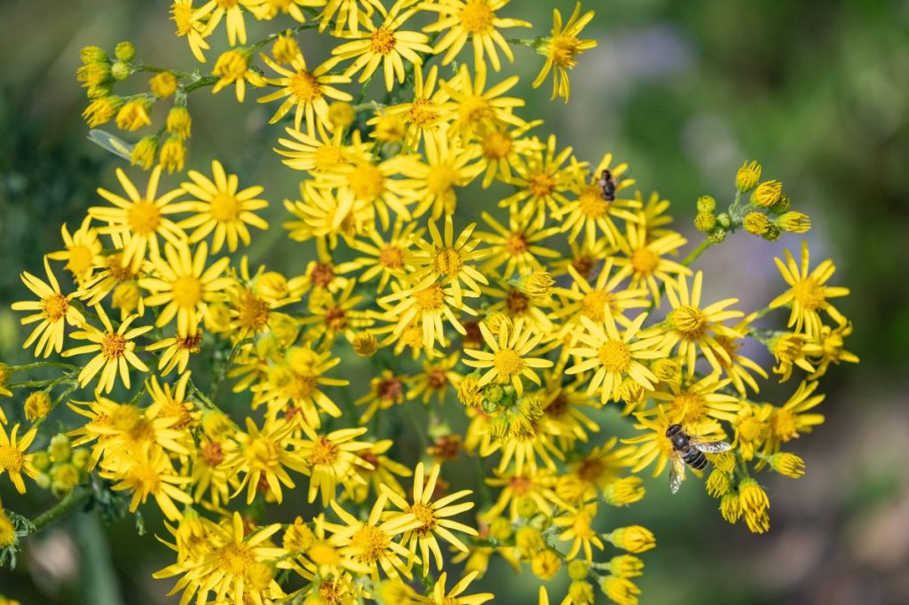 Die Blüten des giftigen Jakobs-Kreuzkrauts