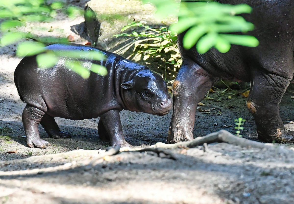 Zoo Berlin