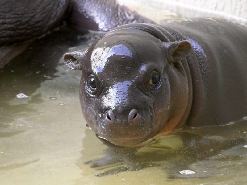 Zoo Berlin: Nach Drama um Hippo-Mädchen – Tierärzte fällen Entscheidung